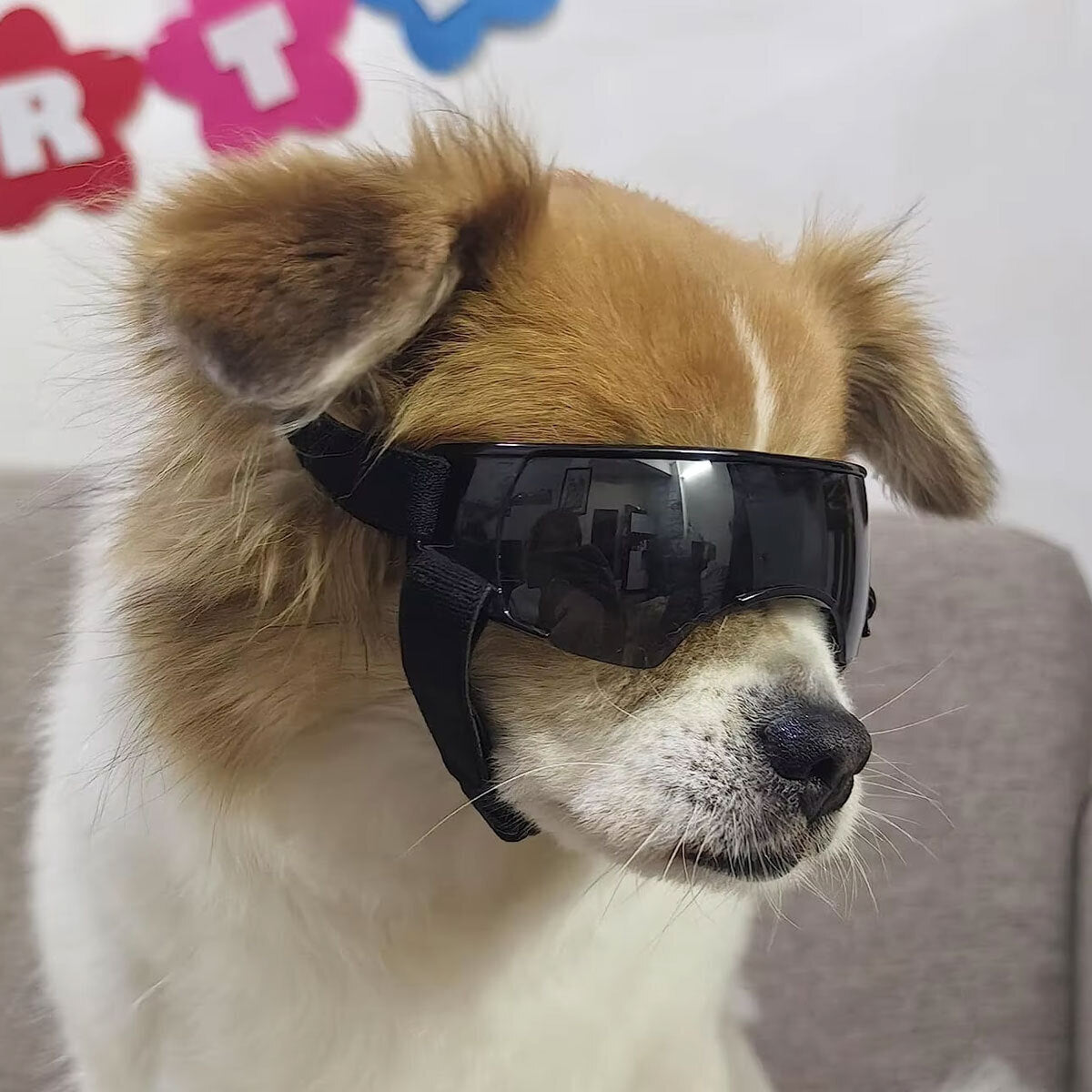 Dog Sunglasses UV Eye Protection Goggles for Small Pets Outdoor Travel Sunshade