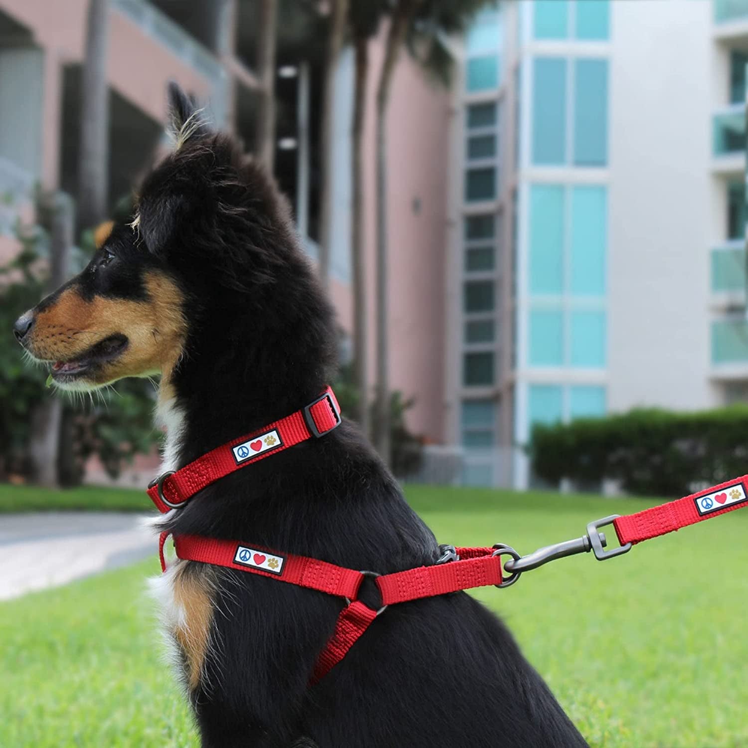 Solid Puppy Collar Pet Collar Training Dog Collar Small Blue